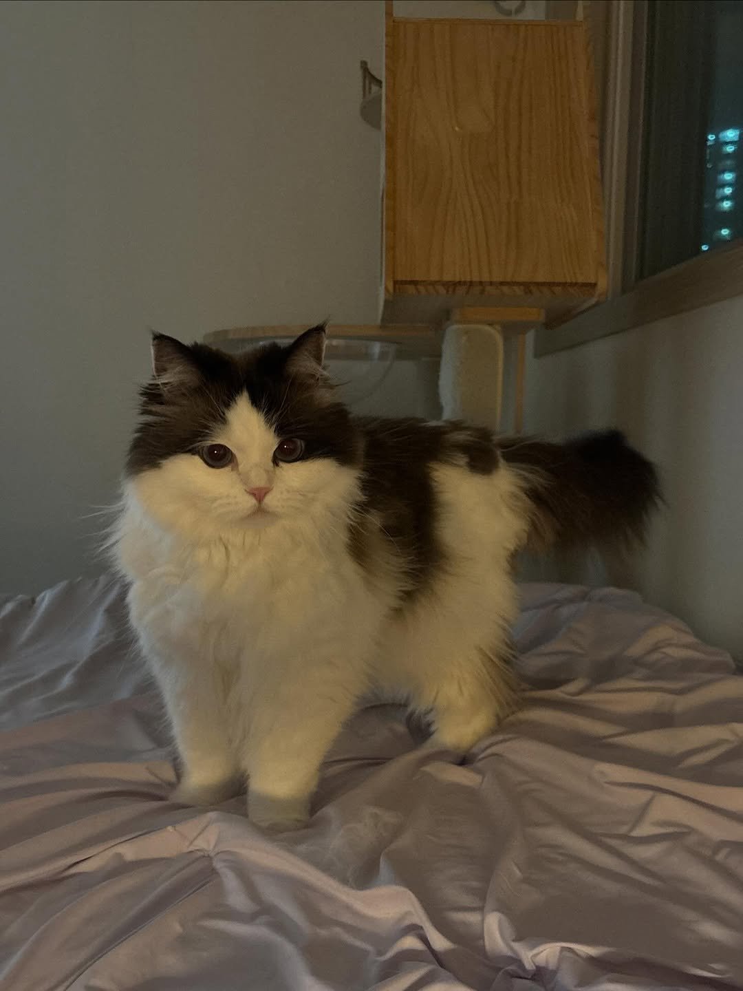 Photo by 황 먼지&코지 on April 21, 2026. May be an image of ragdoll cat, kitten, Persian cat, fur and text.