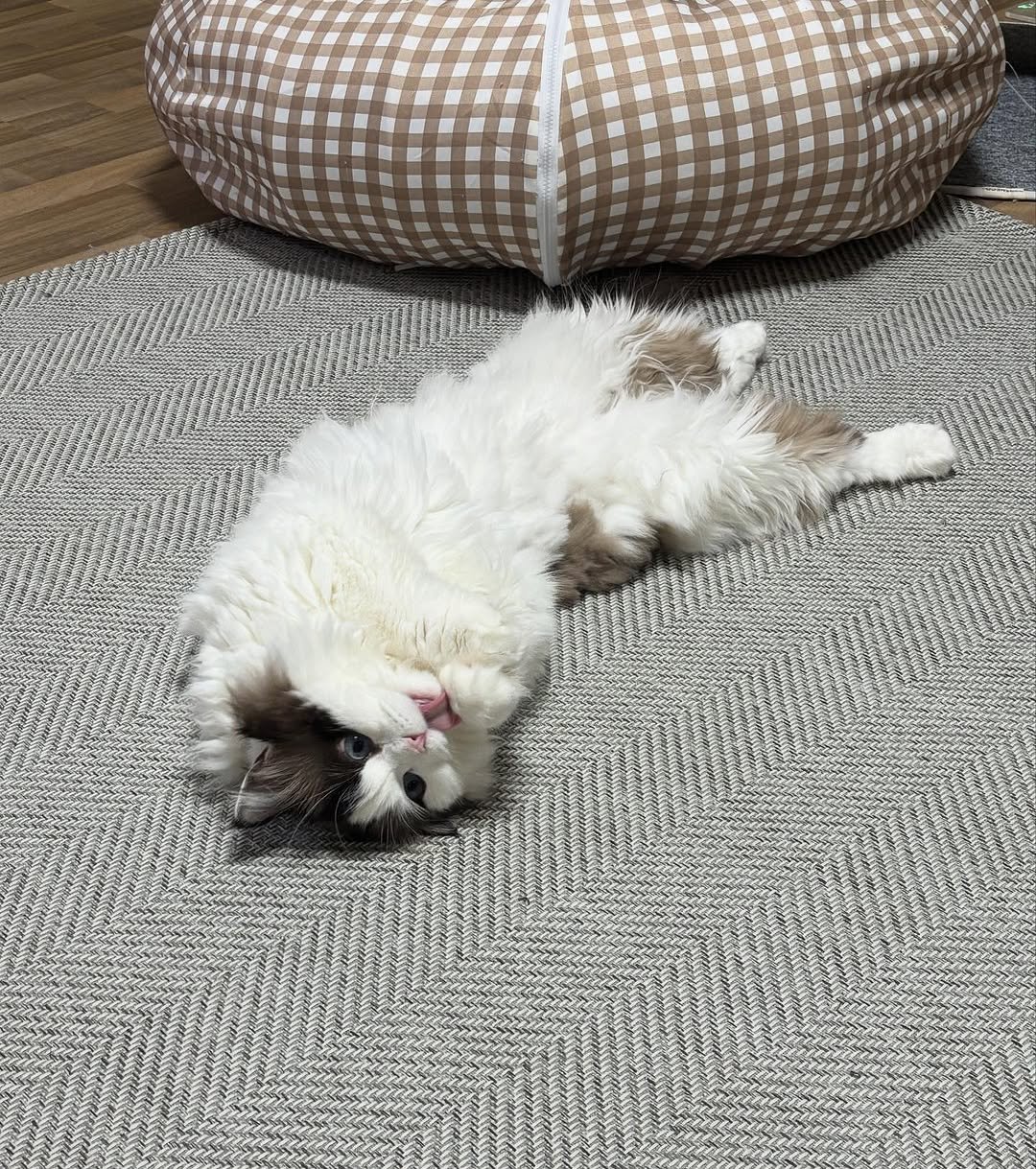 Photo by 황 먼지&코지 on September 16, 2025. May be an image of ragdoll cat, Persian cat, kitten, beanbag chair, carpet and text.