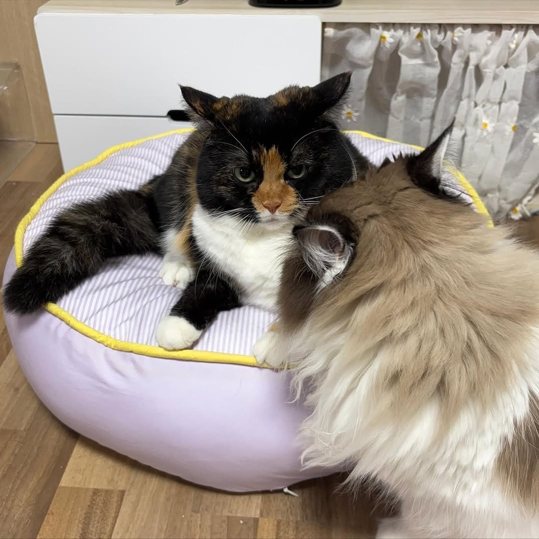 Photo by 황 먼지&코지 on November 13, 2025. May be an image of ragdoll cat, Abyssinian cat, kitten, tortoiseshell cat, Persian cat, fur, beanbag chair and text.