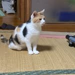 mike_noritama 프로필 사진