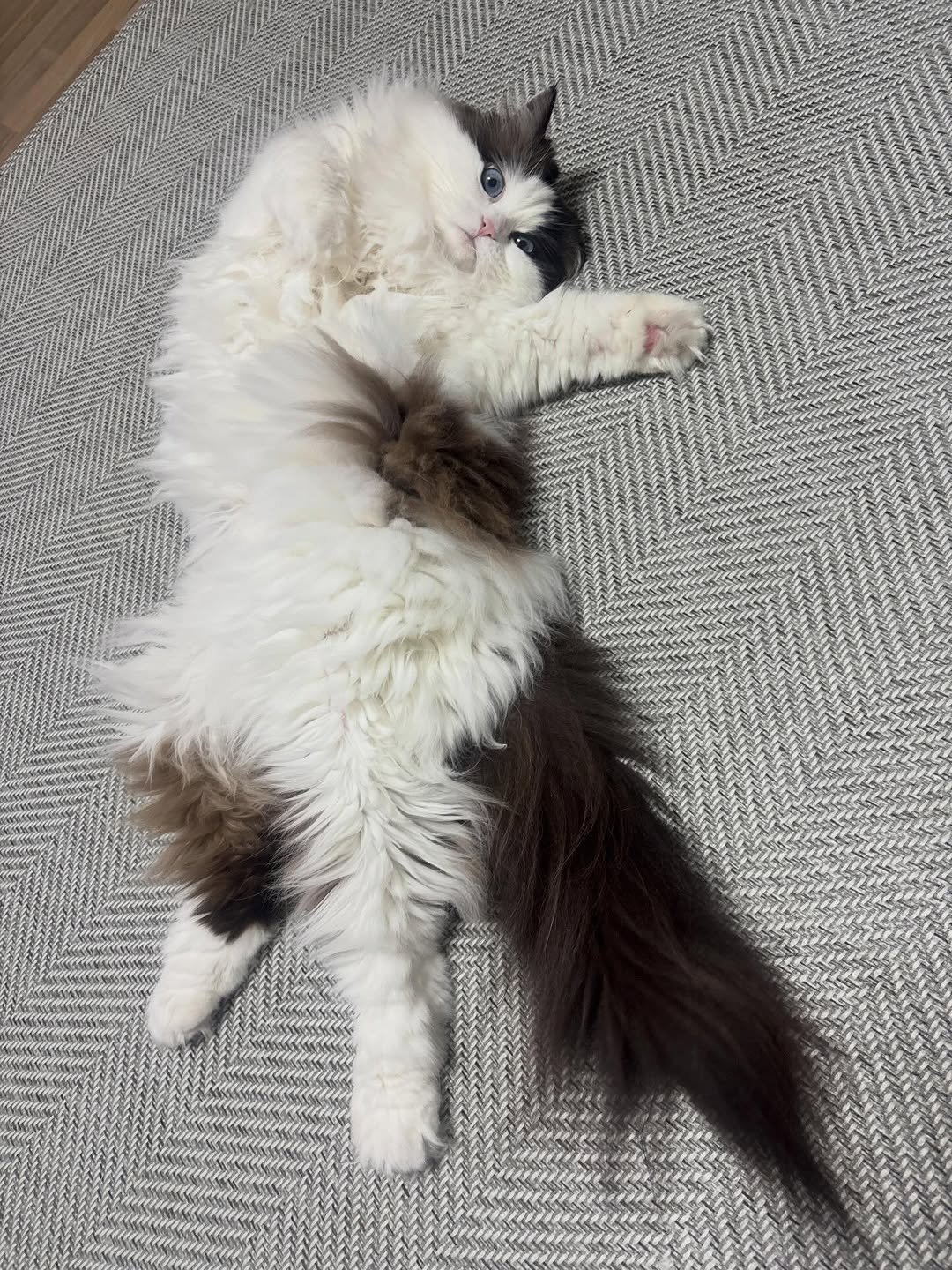 Photo by 황 먼지&코지 on April 01, 2026. May be an image of ragdoll cat, Persian cat, kitten, carpet and text.