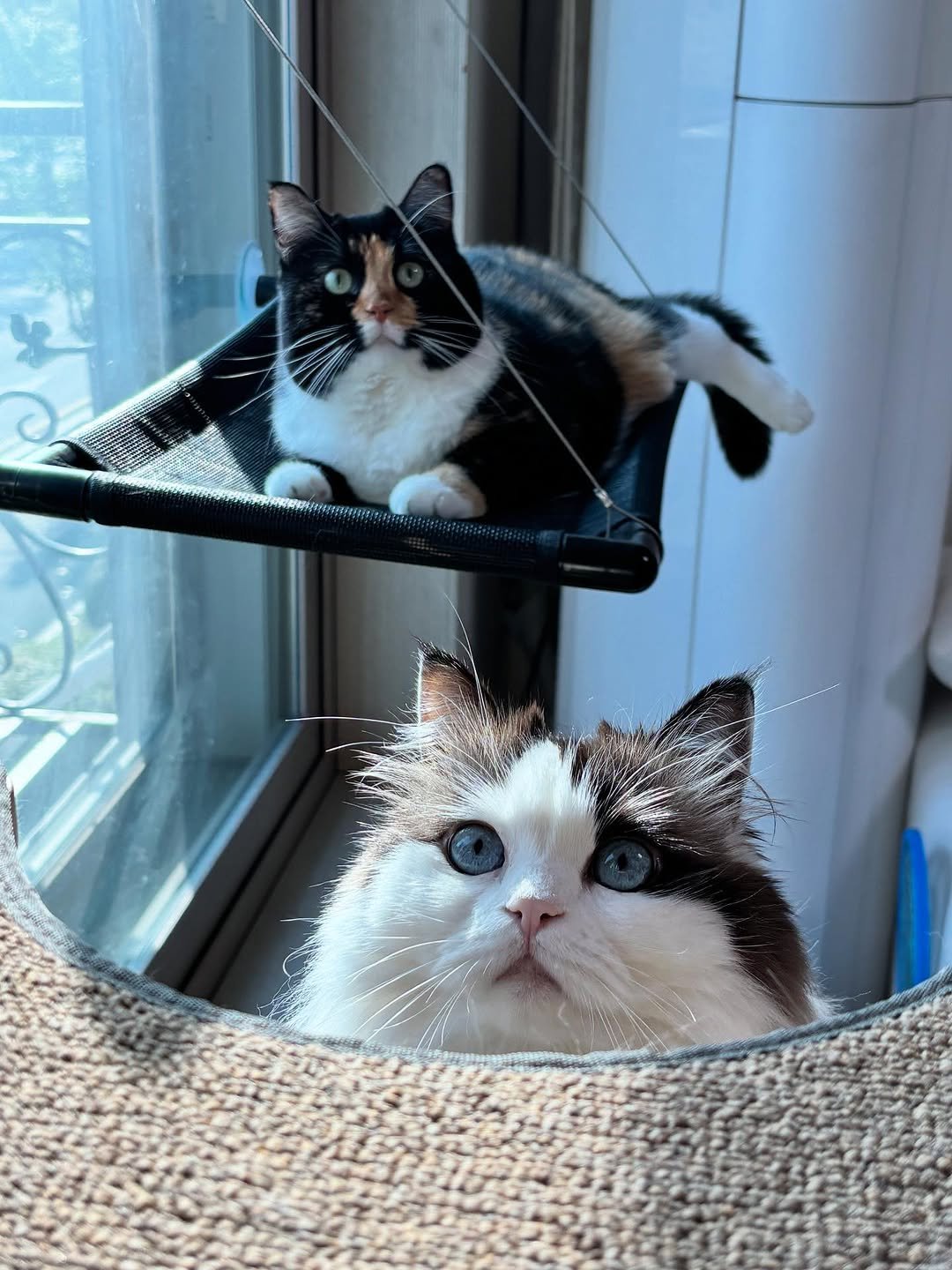 Photo by 황 먼지&코지 on October 30, 2025. May be an image of ragdoll cat, kitten, tortoiseshell cat, Persian cat and text.