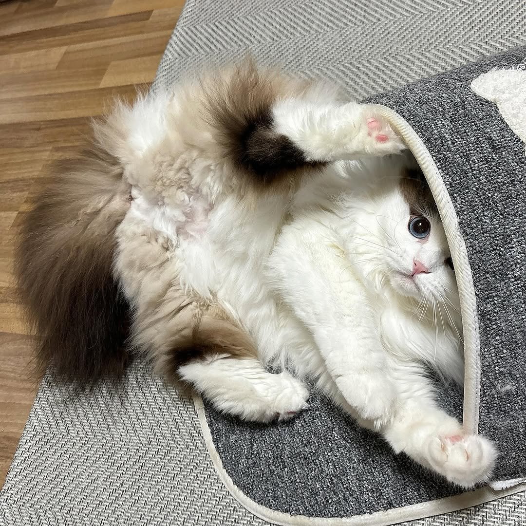 munji_cozy 게시물 이미지: 그만 귀여워 진짜 ㅜㅜ❤️
.
.
#아깽이 #캣초딩 #고양이 #집사 #반려묘...