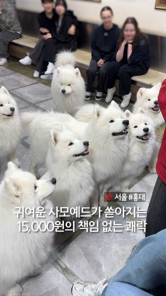 murger_king_ 게시물 이미지: 귀여운 거 좋아하면 무조건 📌저장하세요

퐁신한 구름 같은 사모예드들이 달려오는 곳...
