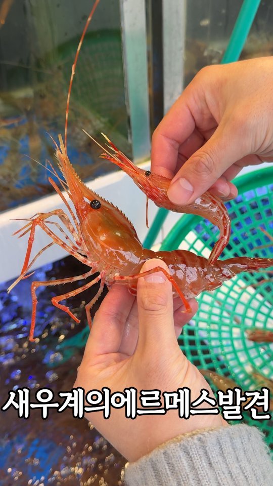 murger_king_ 게시물 이미지: 레전드 독도 새우 먹고 싶으면 📌저장하세요

새우계의 에르메스 독도 새우 있는 곳...