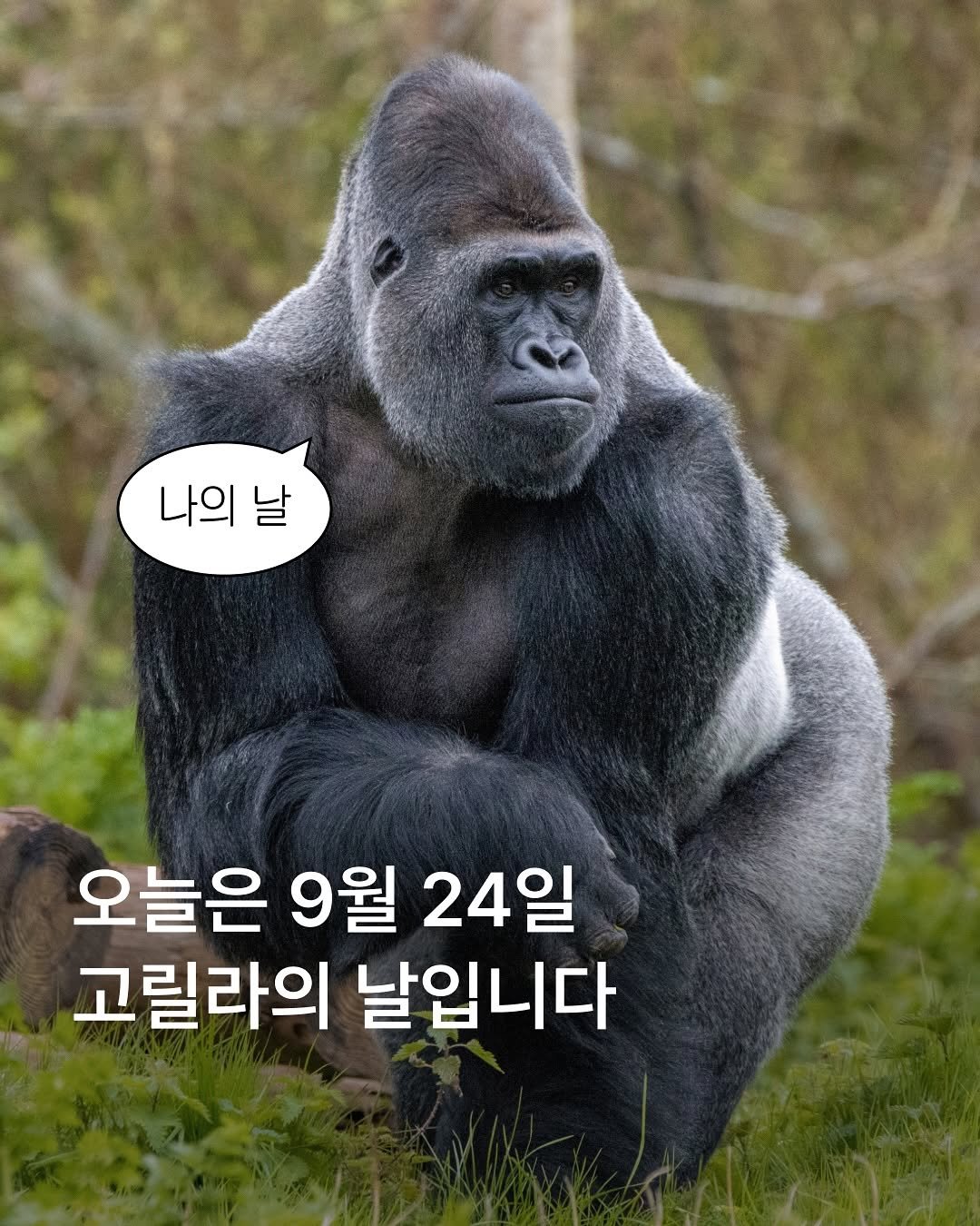 Photo by MUSINSA 무신사 on September 23, 2025. May be an image of text that says '나의 나의날 날 오늘은 9월 24일 고릴라의 날입니다'.