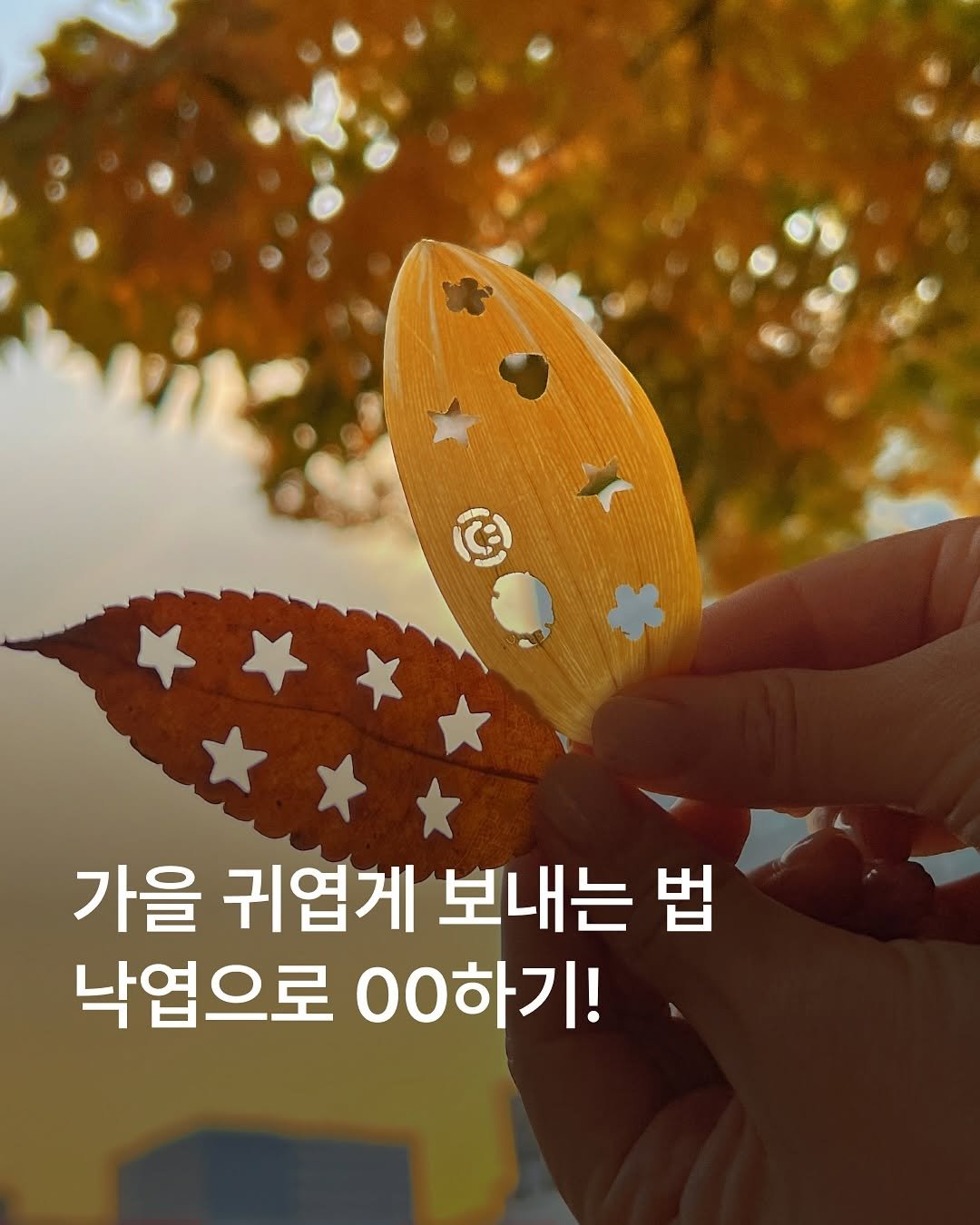 Photo by MUSINSA 무신사 on November 12, 2025. May be an image of text that says '가을 귀엽게 보내는 법 낙엽으로 00하기!'.