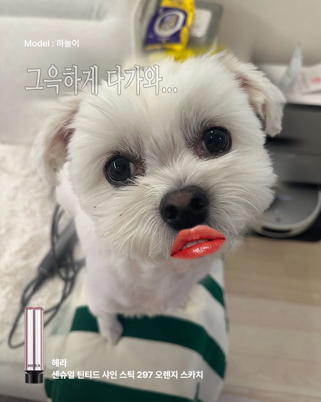 Photo by 무신사 뷰티 MUSINSA BEAUTY on February 21, 2026. May be an image of Maltese, Pekinese, Norwich terrier and text that says 'Model: ..l:하늘이 하늘이 그윽하게다가와. 그윽하게 다가와.. 000 通 헤라 센슈얼 틴티드 샤인 스틱 297 오렌지 스카치'.