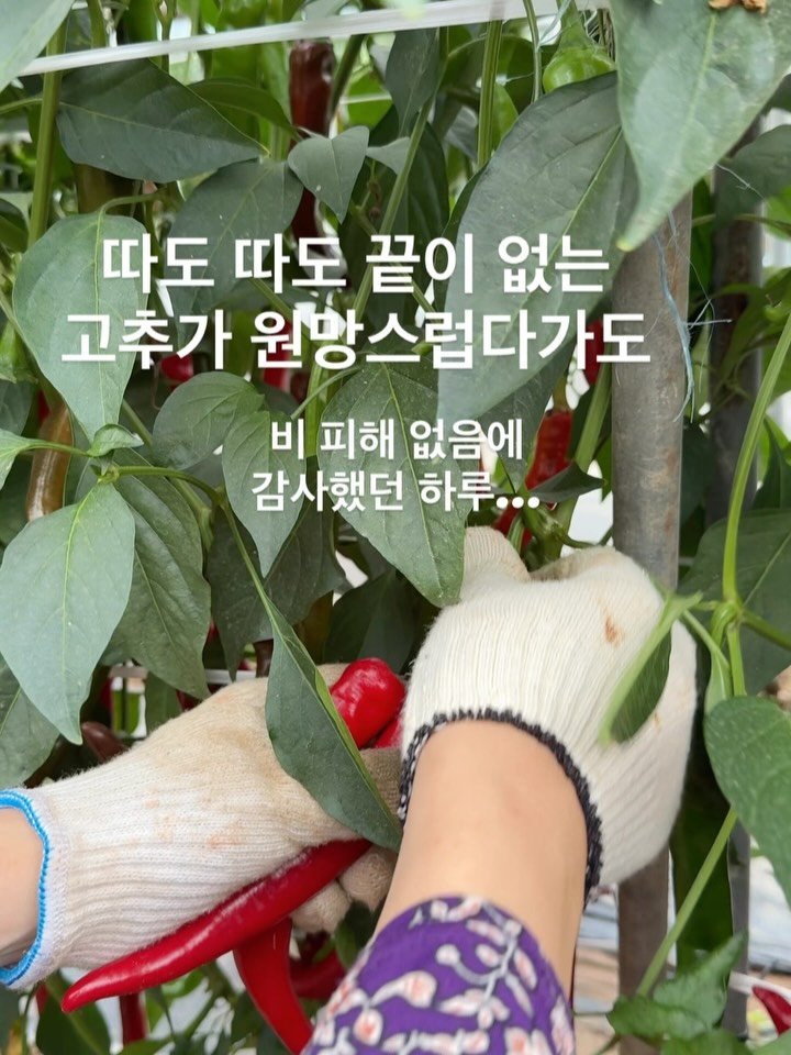muzipsa_home 게시물 이미지: 비 피해 없이 다들 무탈하시길…!
고추 따는 거 힘들다 불평하면서도
비 피해 없다는...