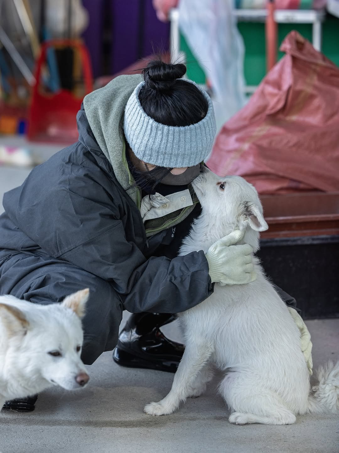 Photo shared by 안채린 on February 08, 2026 tagging @bigdogforest. May be an image of one or more people, collie, sheep and text.