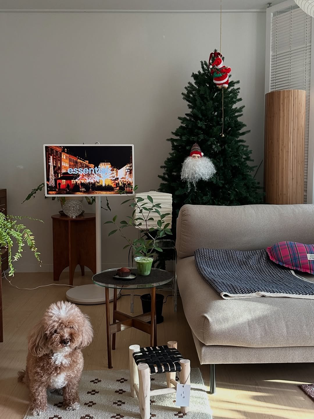 Photo by 혜미 ◡̈ on December 25, 2025. May be an image of Bedlington terrier, television, christmas tree, house plant and text.