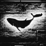 floatingwhale.z 프로필 사진