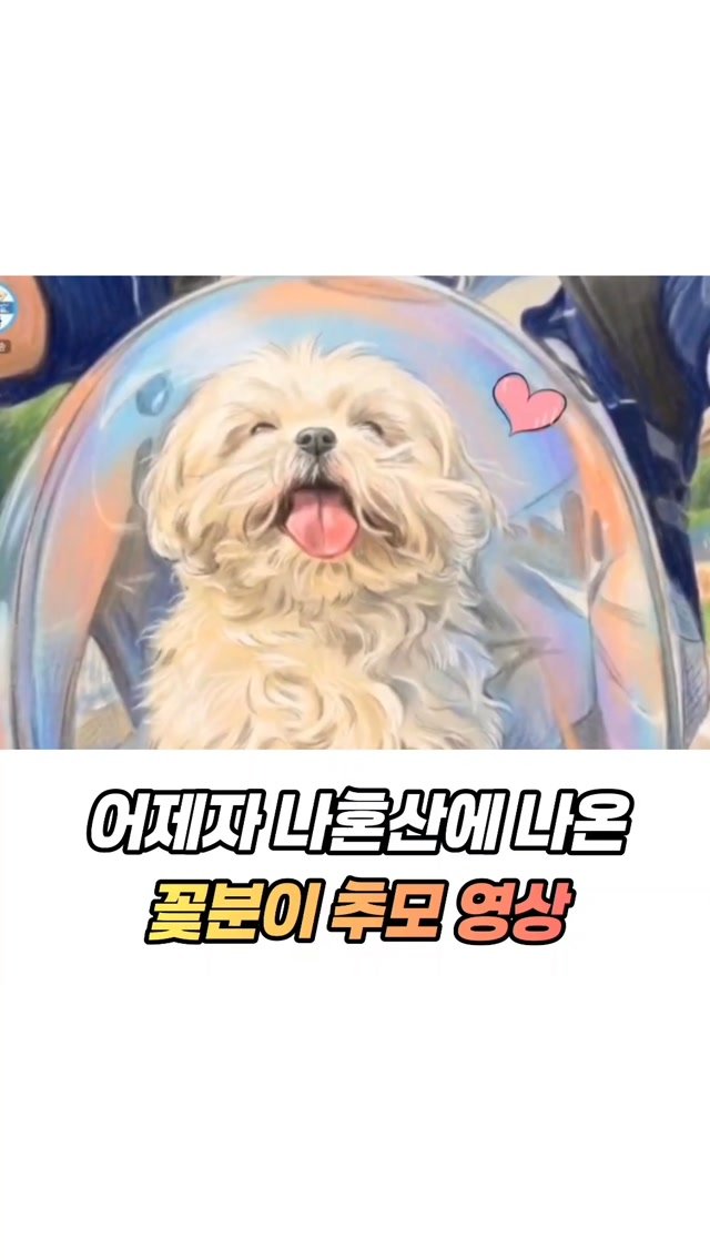 mz_healing_ 게시물 이미지: 나 혼자 산다 꽃분이 추모 영상 
꽃분이 안녕..
오래오래 기억할게

출처:나혼자산다