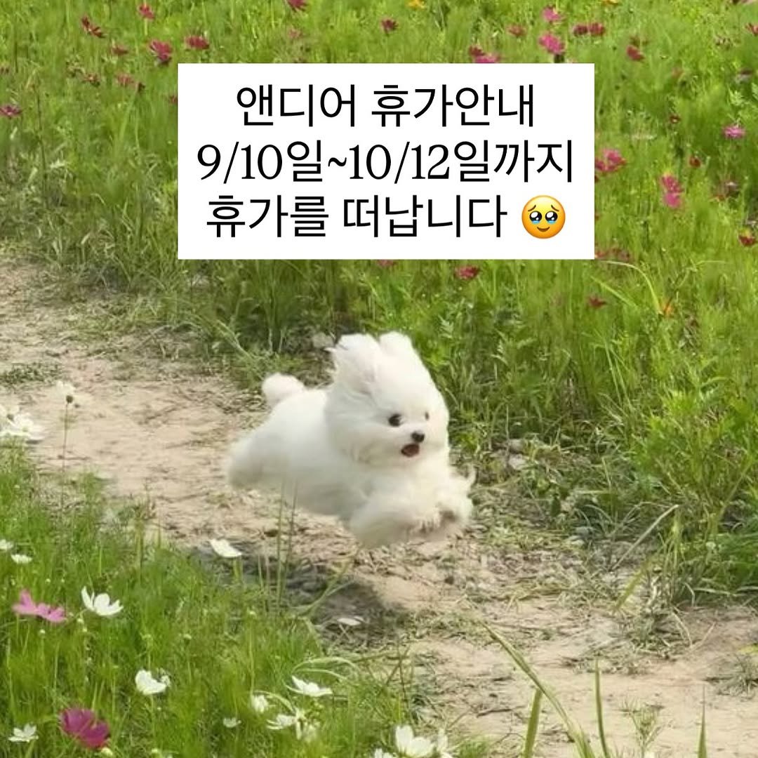 Photo by 앤디어 |강아지케이크  | 서울강아지케이크클래스 | 서울강아지케이크 in Seoul, Korea with @n.dear_ing. May be an image of Maltese and text that says '앤디어 휴가안내 9\/10일 9\/10일~10/12일까지 10/120 12일까지 휴가를 떠납니다'.