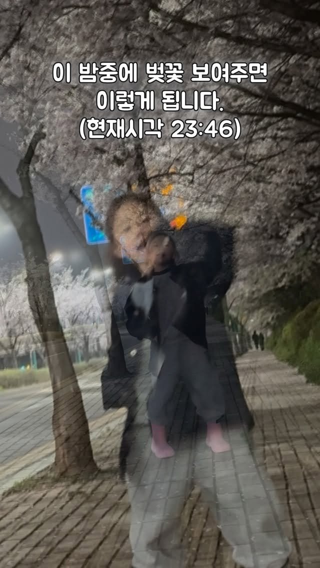 na__swane 게시물 이미지: 주변 산책 나온 어른들이 엄청 좋아해주심🥹

#일상 #벚꽃 #육아 #딸둘맘 #와니네