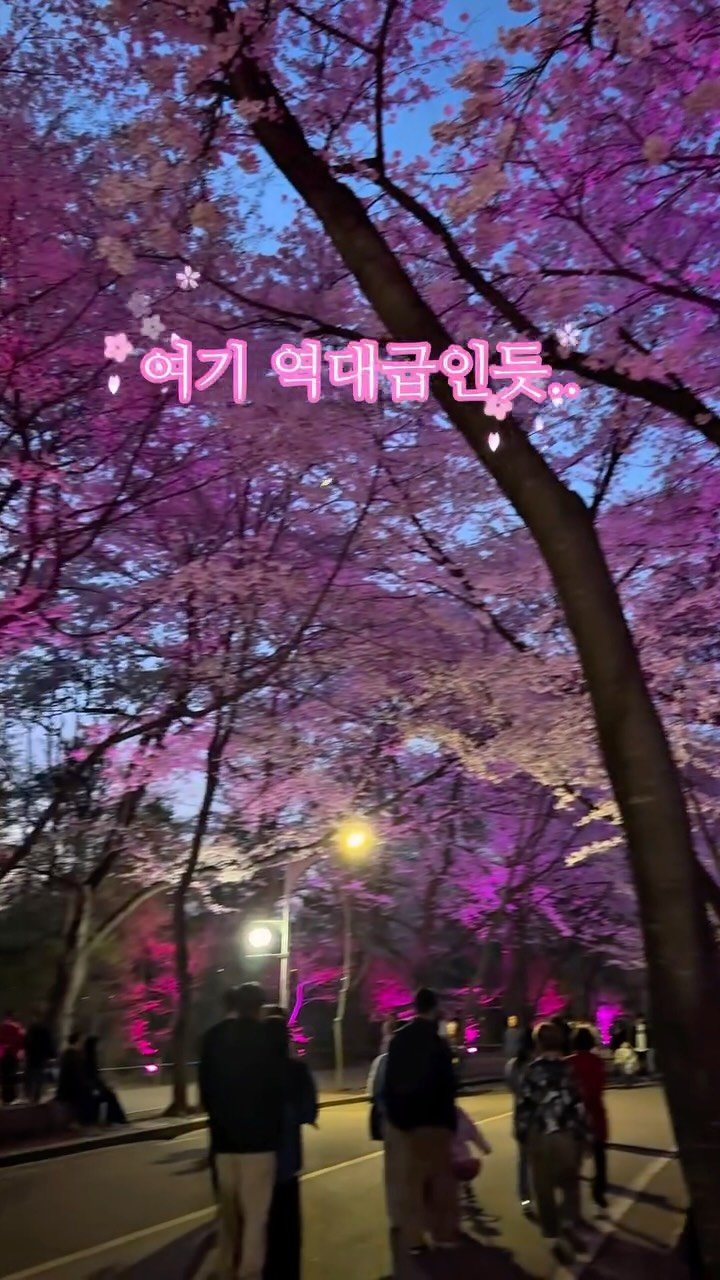 na__swane 게시물 이미지: 🌸 밪꽃필 때 여기 안 가면 진짜 손해… 

지금이 딱 피크 타이밍
입장 무료라...