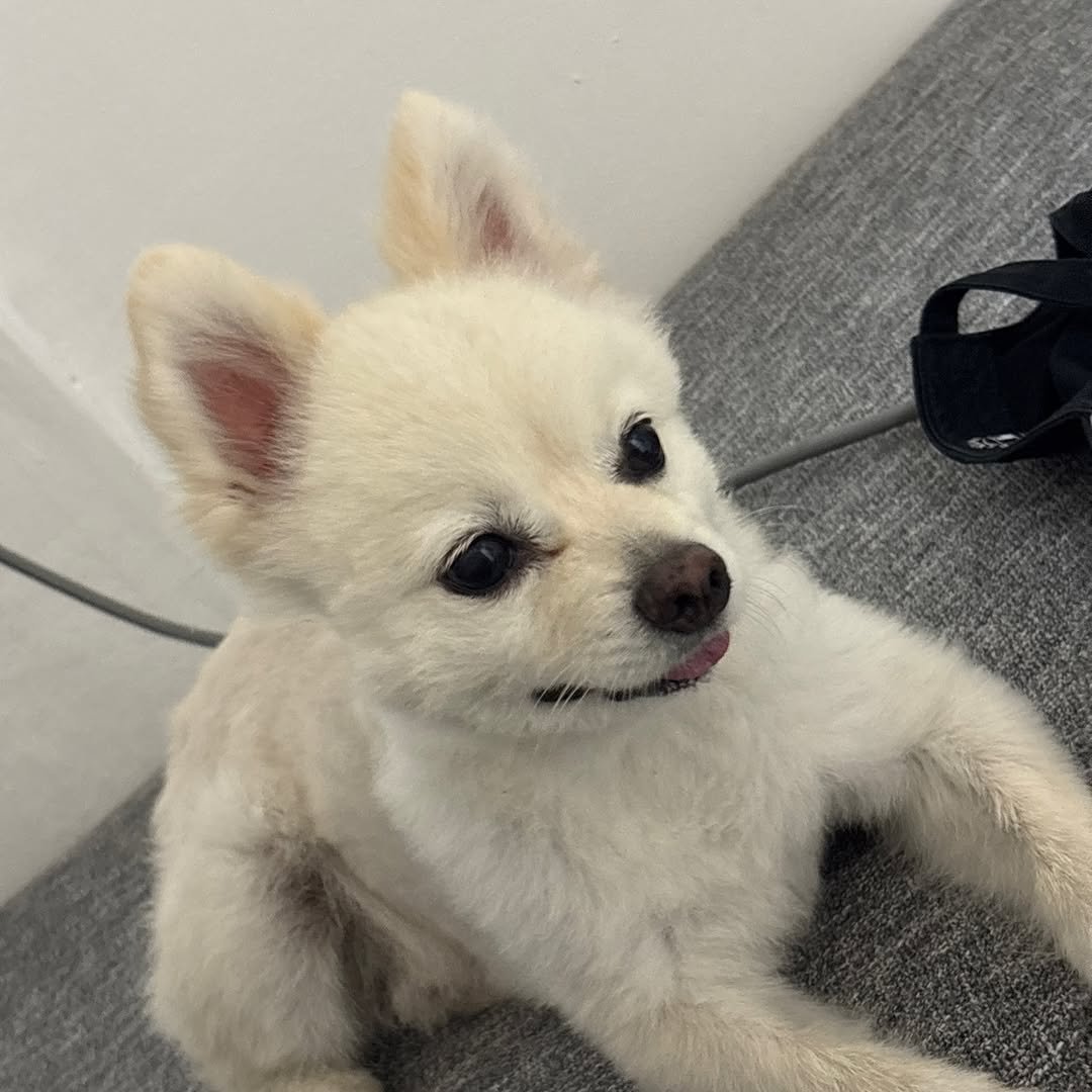 nae_leee 게시물 이미지: 우리집 애교쟁이 김따봉!🩵

우리가족이 되어줘서 고마웠오 내사랑🩷

강아지별 가서...