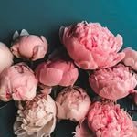 bebexinhxinh0603 프로필 사진