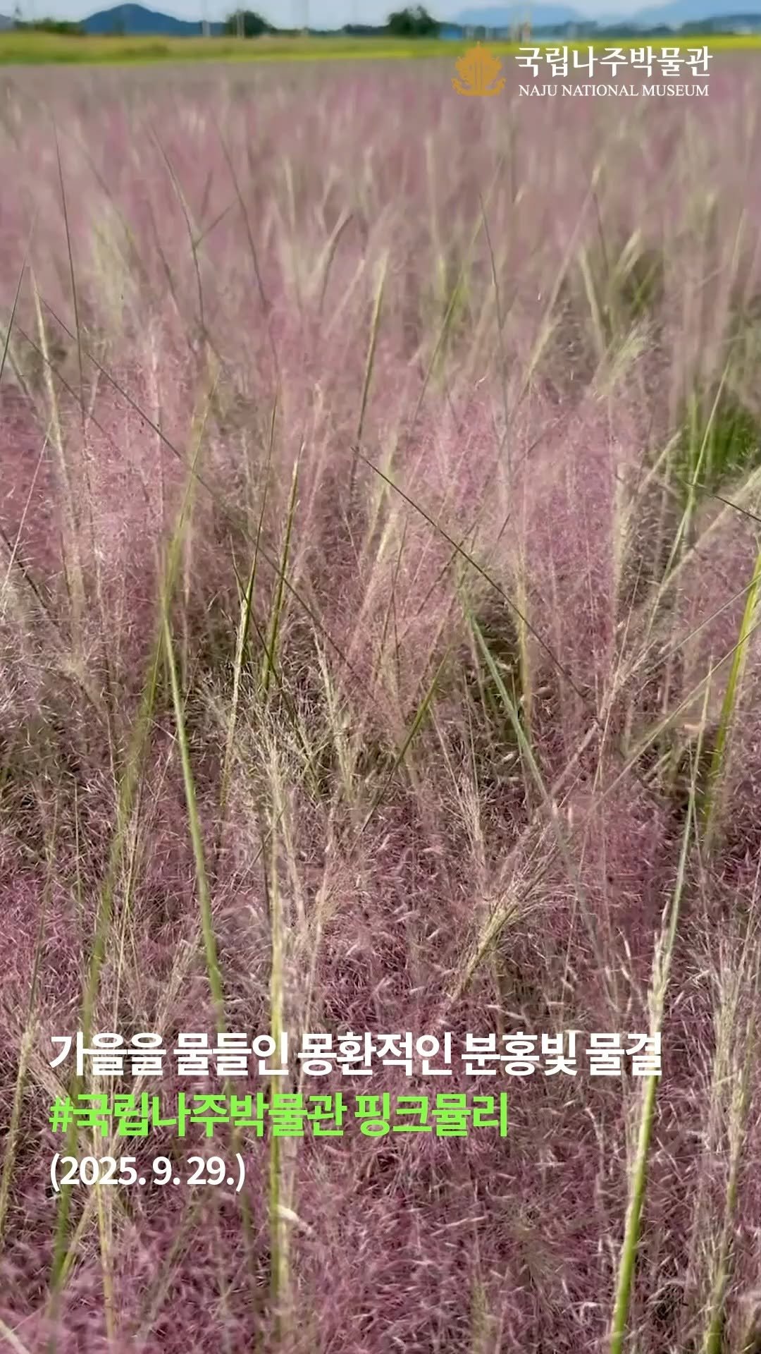 najumuseum 게시물 이미지: 나주박물관 핑크뮬리: 가을을 물들인 몽환적인 분홍빛 물결 ✨

2025년 9월...