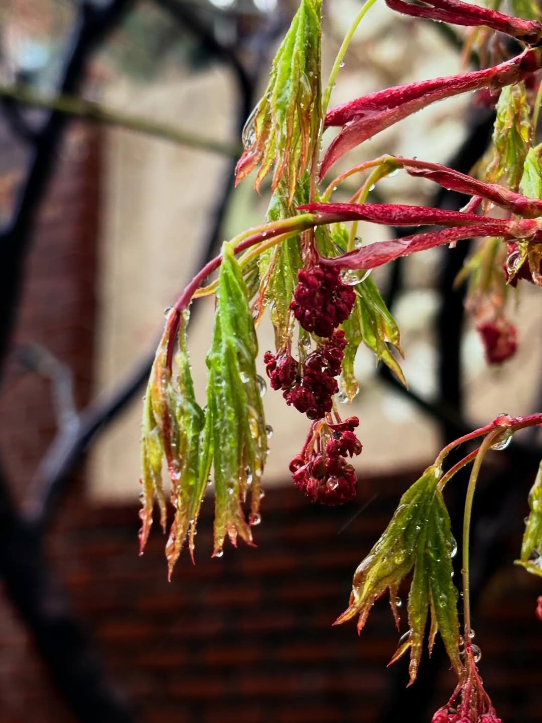 Photo by 남윤수 on April 08, 2026. May be an image of stone-fruit tree, maple leaves and text.
