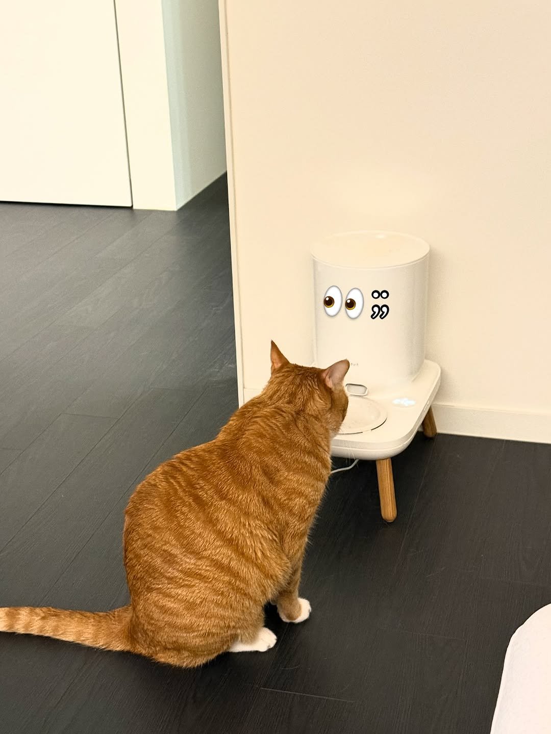 Photo by 냐뮤 on August 14, 2025. May be an image of Abyssinian cat, kitten and text.