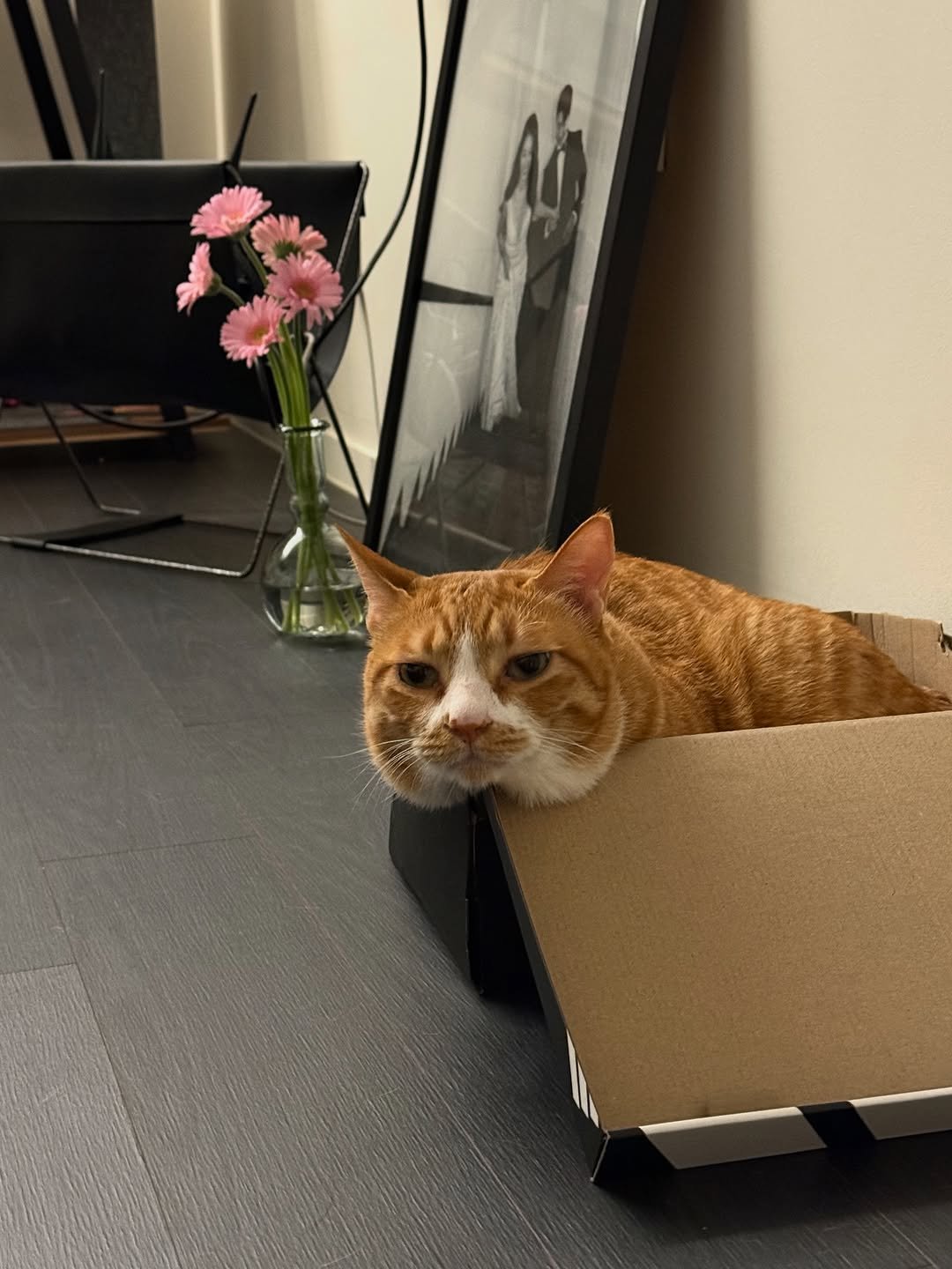 Photo by 냐뮤 on August 12, 2025. May be an image of Abyssinian cat, kitten, box and text.