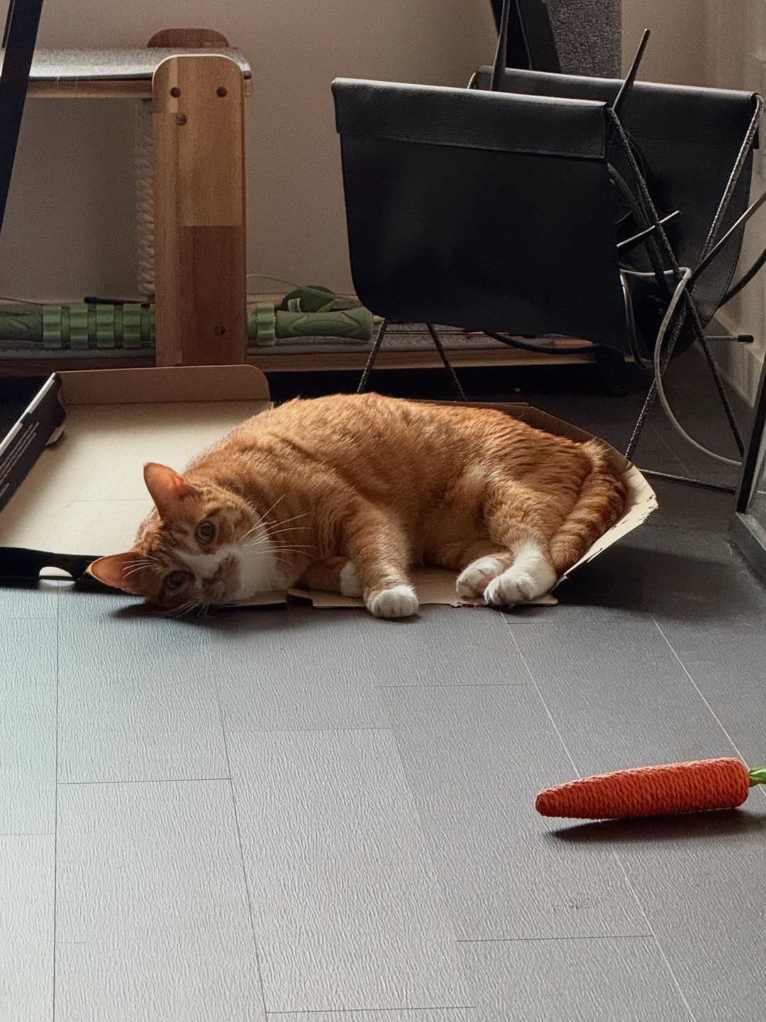 Photo by 냐뮤 on August 20, 2025. May be an image of sleeping, kitten, Abyssinian cat, carpet and text.