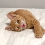 c.c.c__cat 프로필 사진