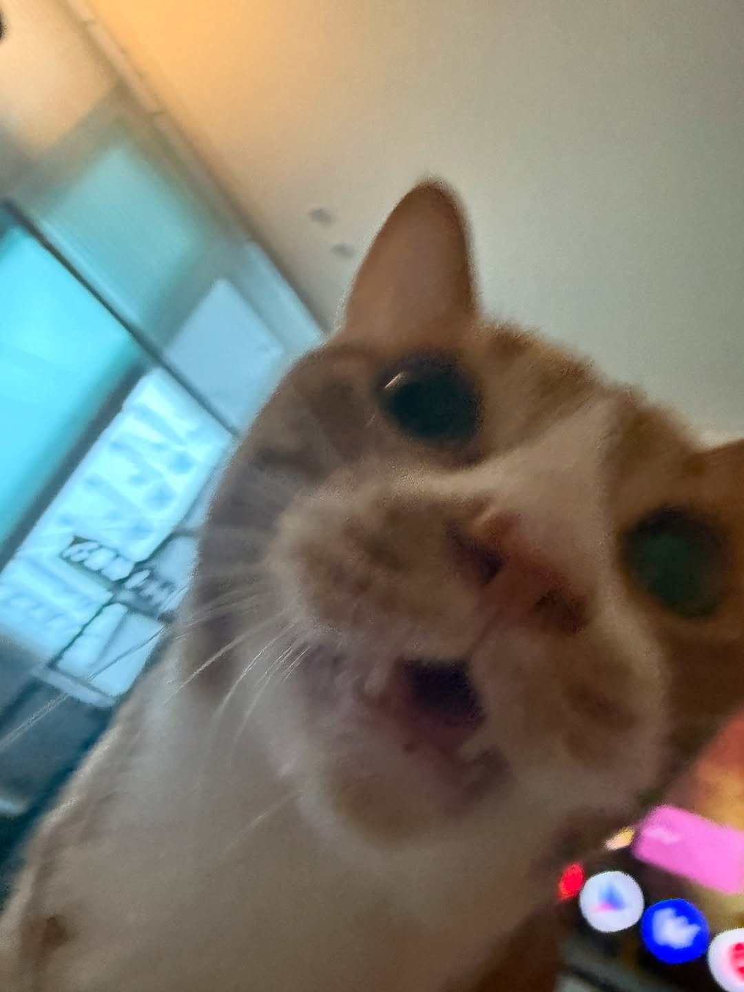 Photo by 냐뮤 on August 14, 2025. May be an image of Abyssinian cat, kitten and text.