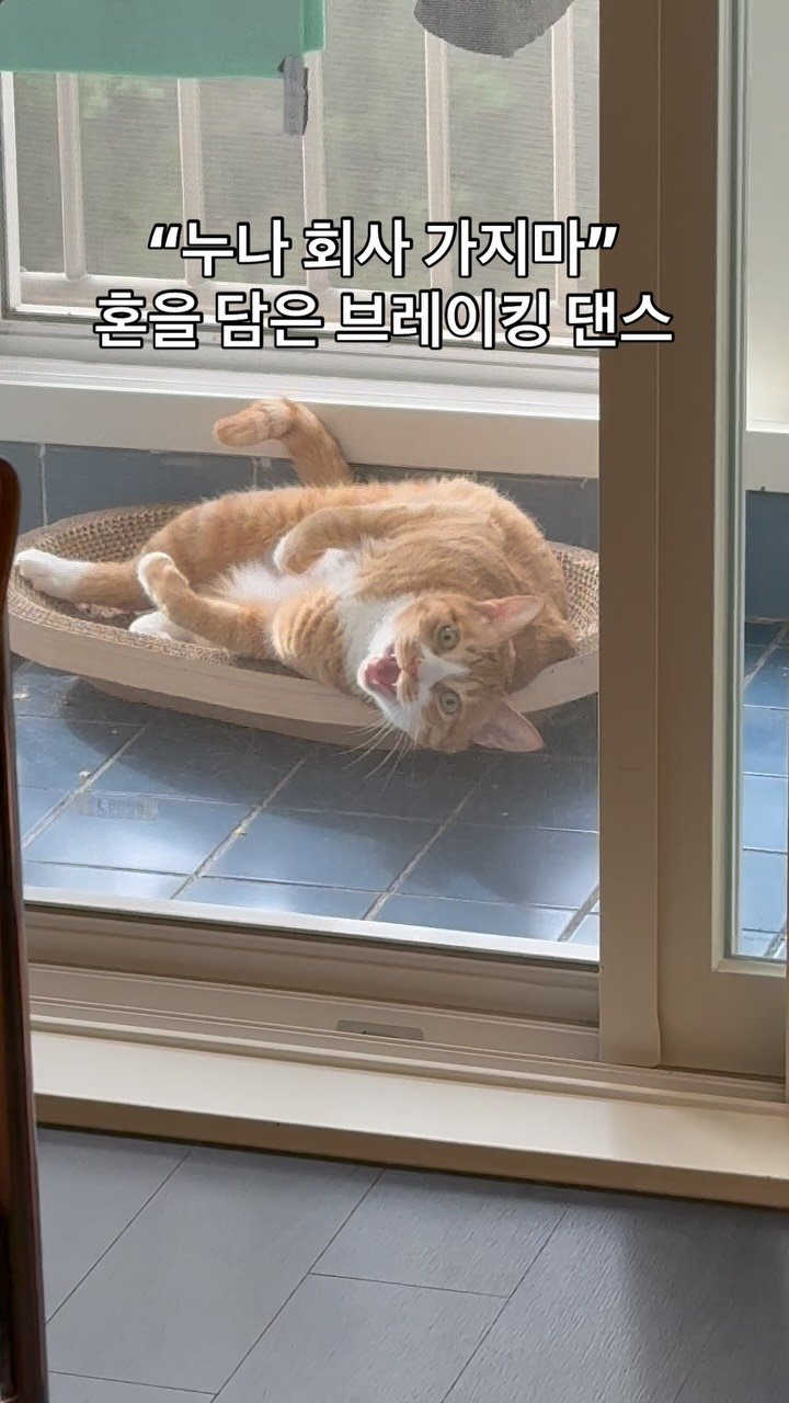 namu.thecat 게시물 이미지: 아침에 환기하려고 베란다 문 열면 바로 누워서 바람 쐬다가 누나 회사 간다고 하면...