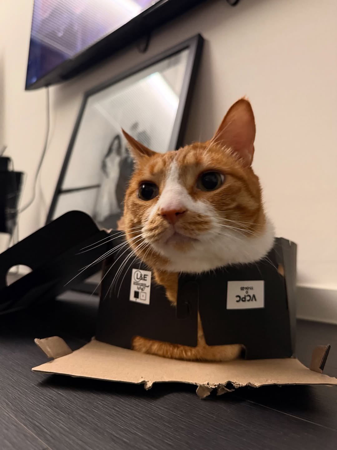 Photo by 냐뮤 on August 18, 2025. May be an image of kitten, box and text.