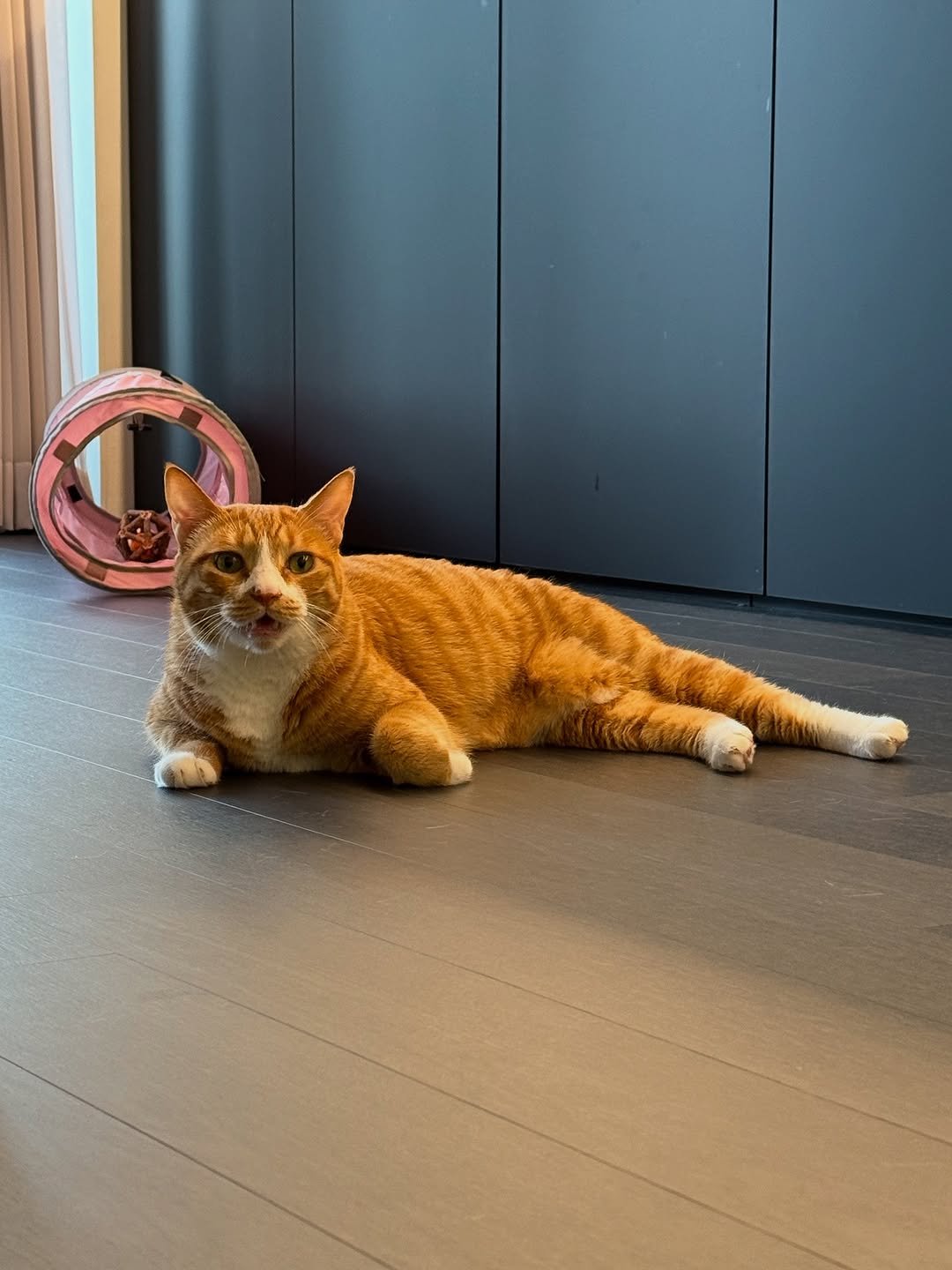Photo by 냐뮤 on August 17, 2025. May be an image of Abyssinian cat, kitten, carpet and text.