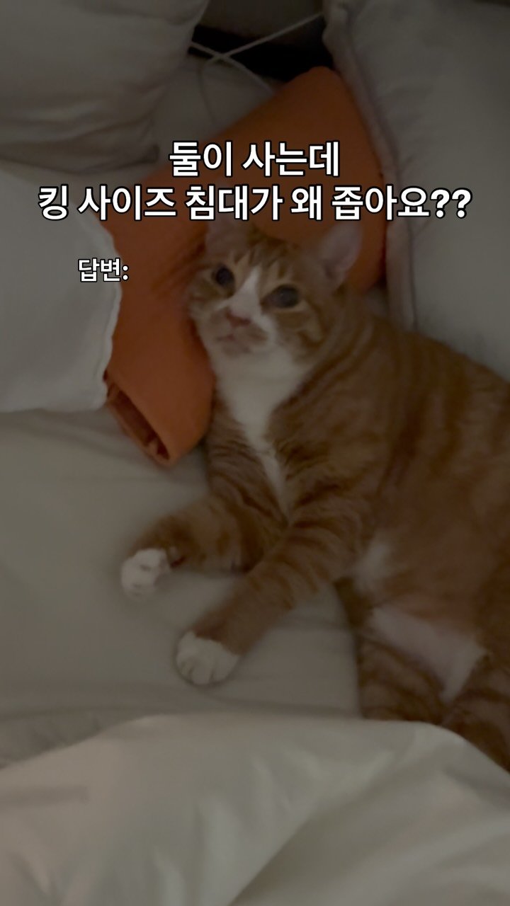 namu.thecat 게시물 이미지: 어떤 황치즈냥이 때문