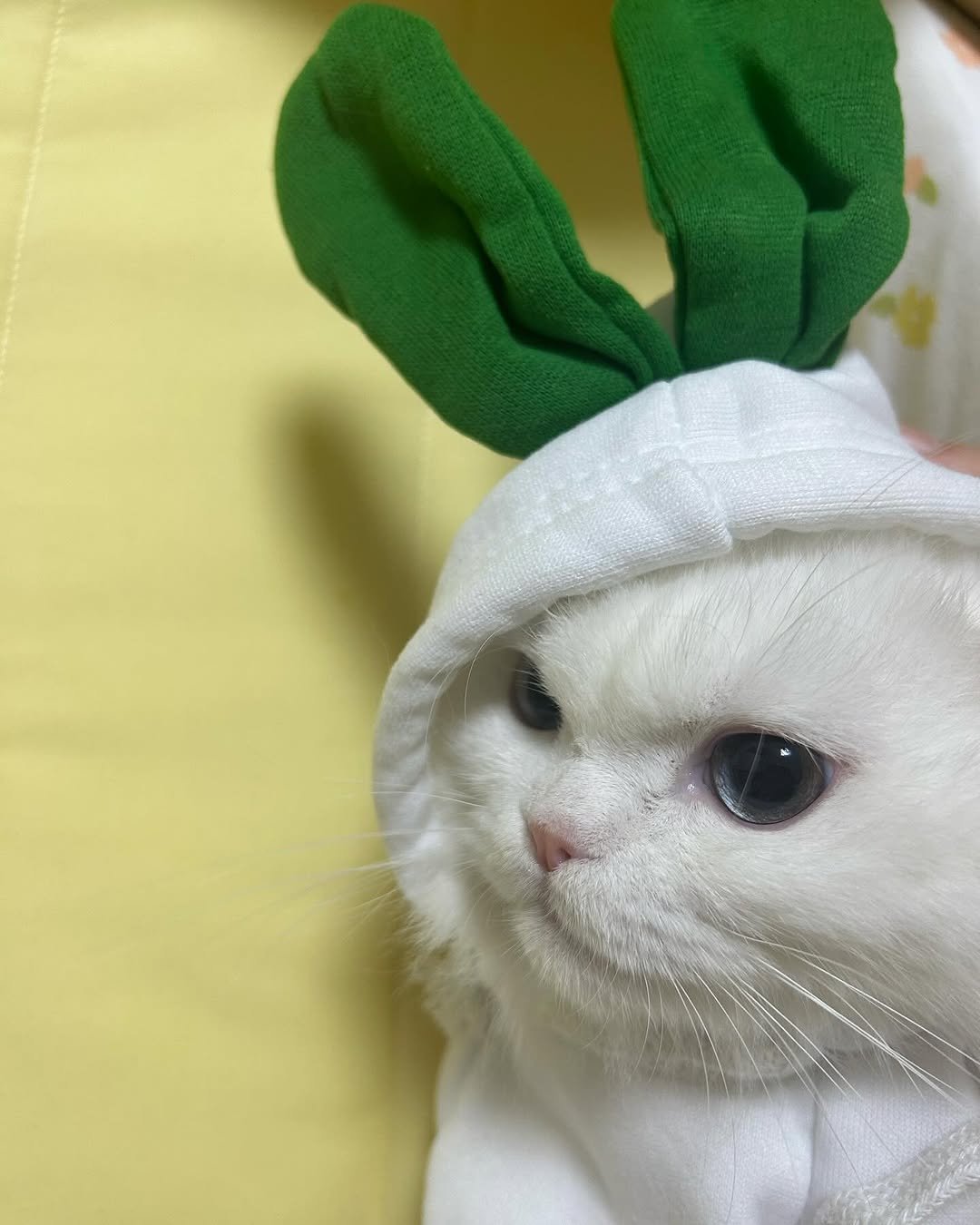 Photo by 박서진 on January 25, 2025.