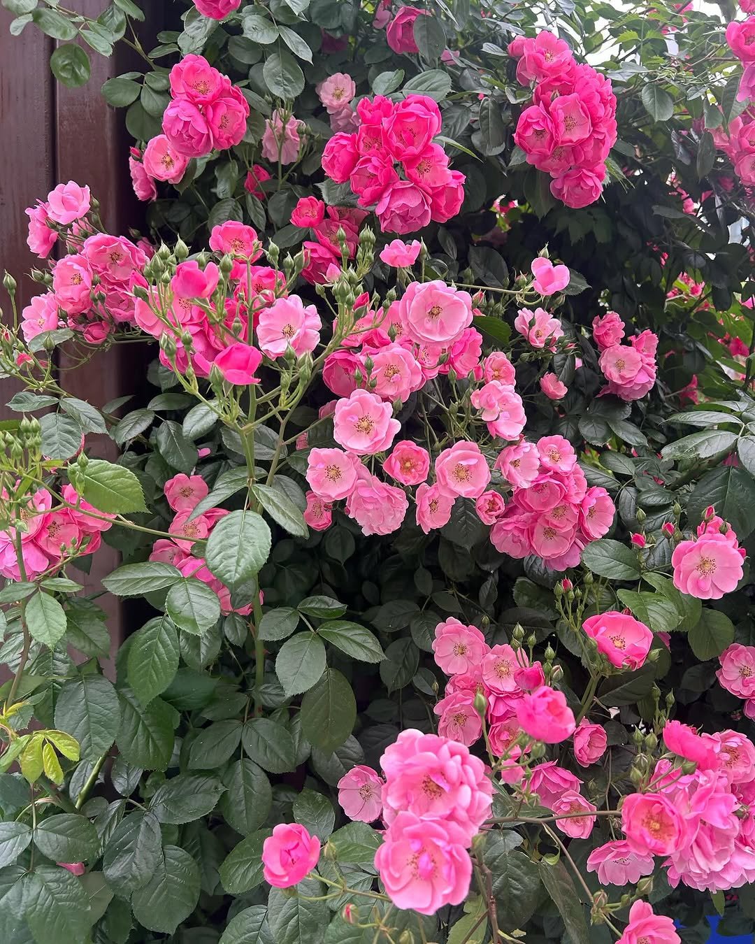Photo by 박서진 on May 26, 2025. May be an image of peony and rose.