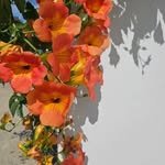 nanunjini 인스타그램 프로필 사진