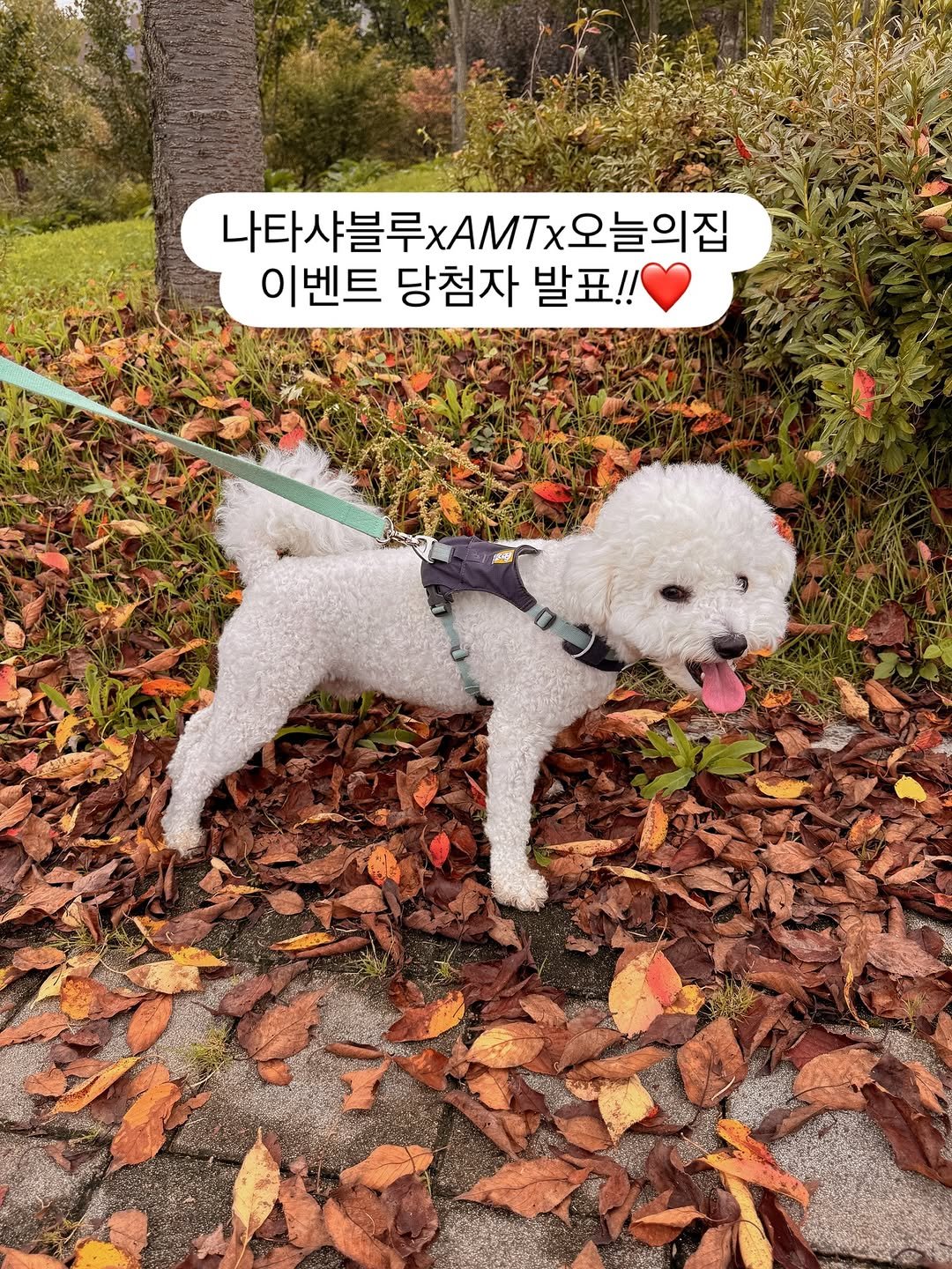 Photo by 나타샤블루(한민경) | 살림하는 여자 on October 13, 2025. May be an image of Maltese, Pekinese, cocker spaniel and text.