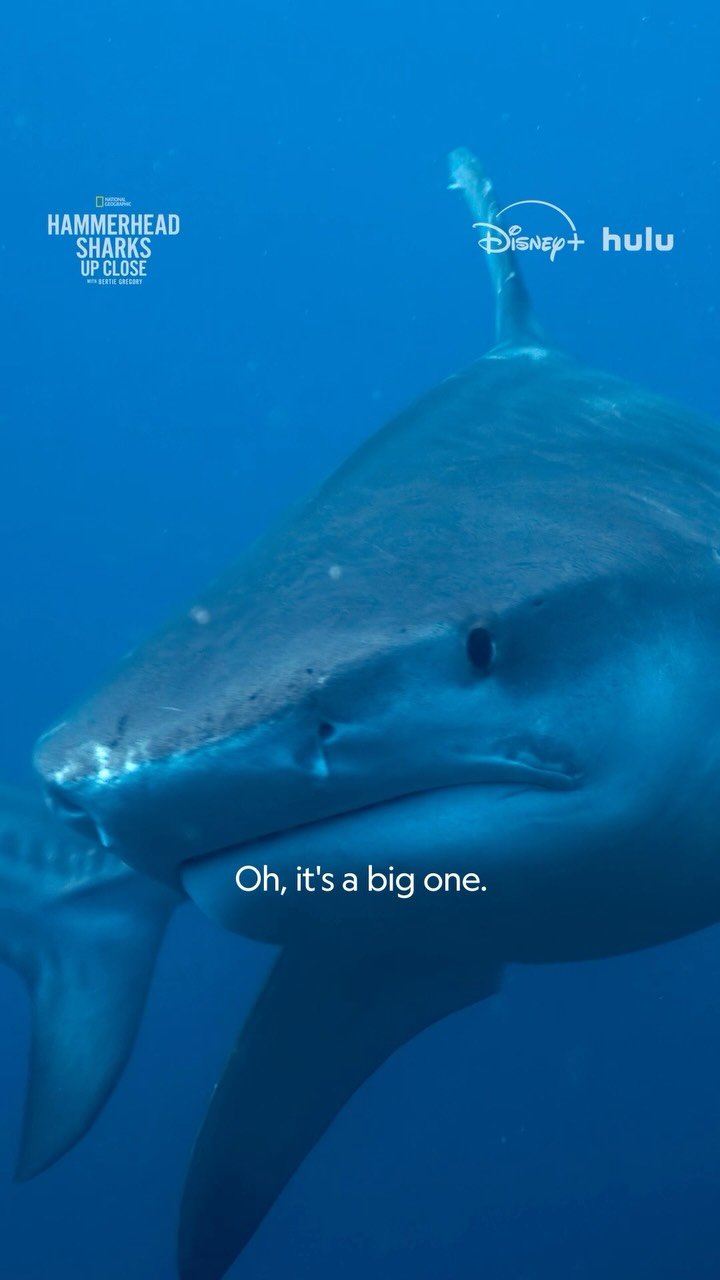 natgeotv 게시물 이미지: Even sharks need a spa day! When they need to...