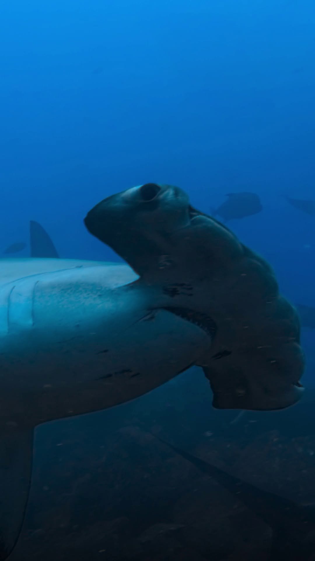 natgeotv 게시물 이미지: As close as it gets.

#HammerheadSharksUpClose...