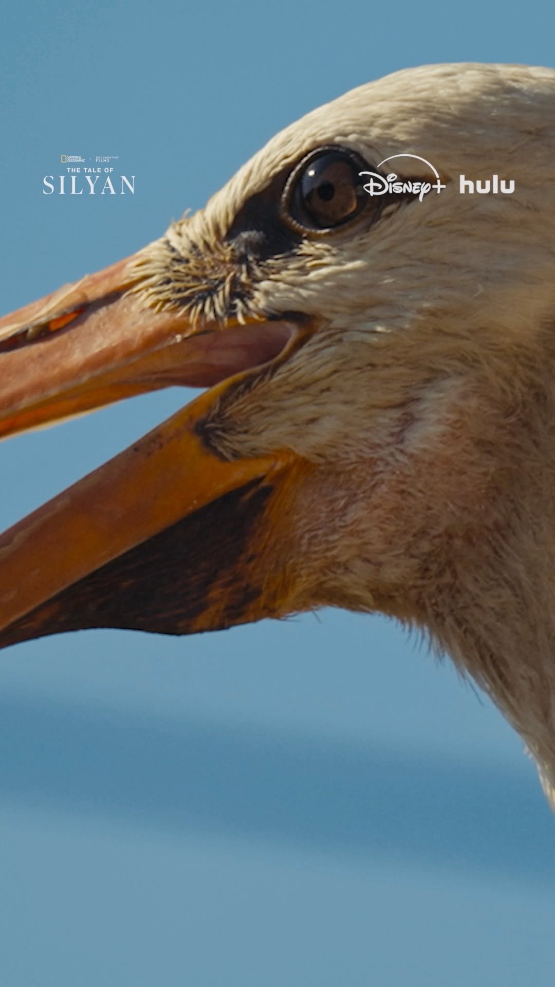 natgeotv 게시물 이미지: No thoughts, just 20 seconds of storks....