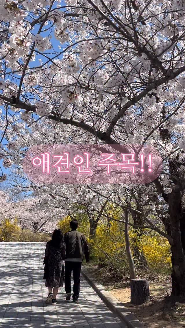 naturedog.official 게시물 이미지: 애견인분들이라면 일단 저장!

50년 이상 된 초대형 벚꽃나무가 있는
1만평 대규모...