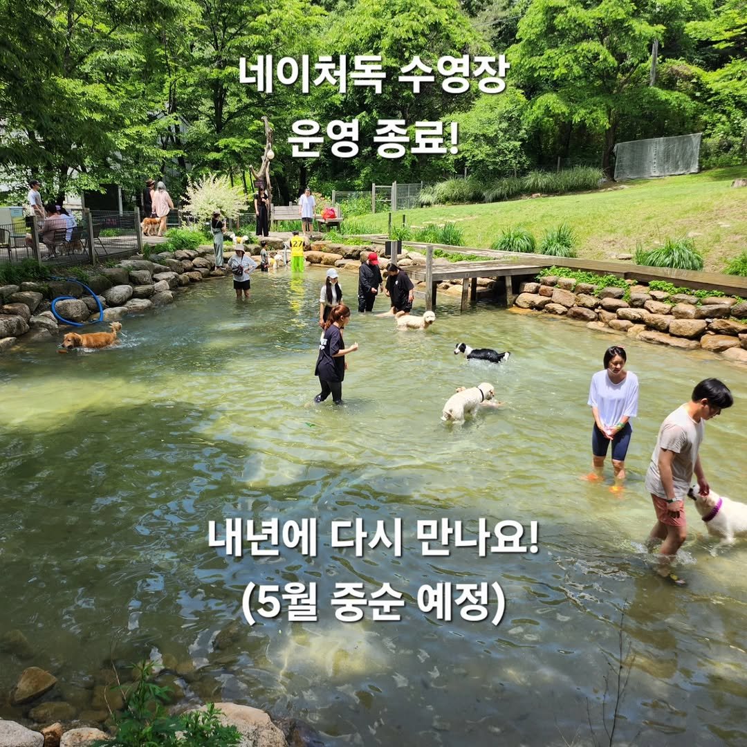 Photo by NATUREDOG 네이처독 애견카페 in 네이처독. May be an image of 8 people, Groenendael, outdoors and text that says '네이처독 수영장 운영 운영종료! 종료! 내년에다ㅅ 내년에 다시 만나요! (5월 중순 예정)'.