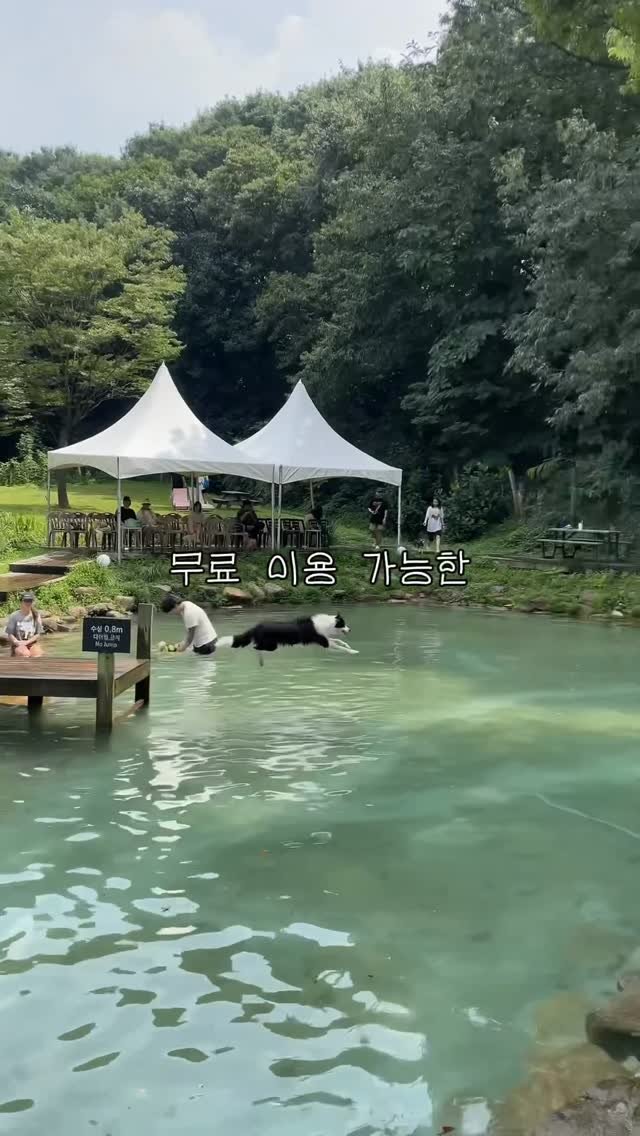 naturedog.official 게시물 이미지: 4천평 애견카페 5월만 애견 수영장 무료 이벤트 🐶

서울, 일산에서 엄청...