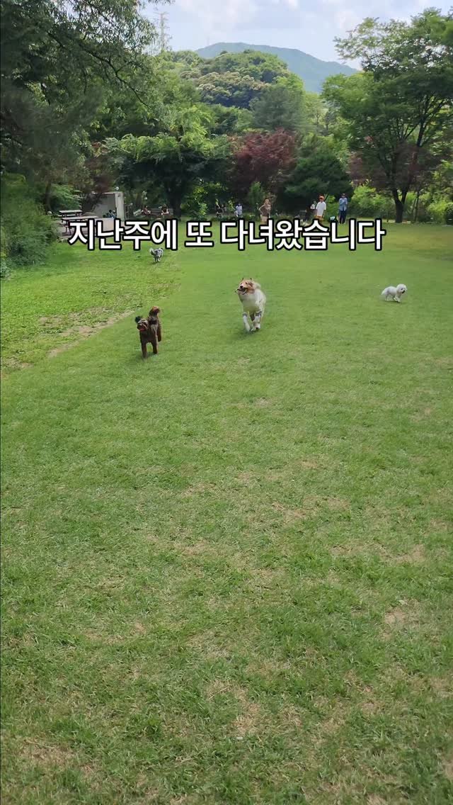 naturedog.official 게시물 이미지: 지브리마을 속 4천평 애견카페 다녀왔어요

📍네이처독
[경기 양주시 장흥면 호국로...