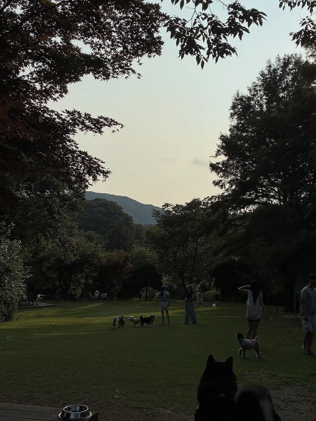 Photo shared by 자체제작 천연아로마 디퓨저 센트테이블(scent  table) : a Natural aroma diffuser on September 13, 2025 tagging @naturedog.official. May be an image of 4 people, Groenendael, Norwich terrier, twilight, grass, park and text.