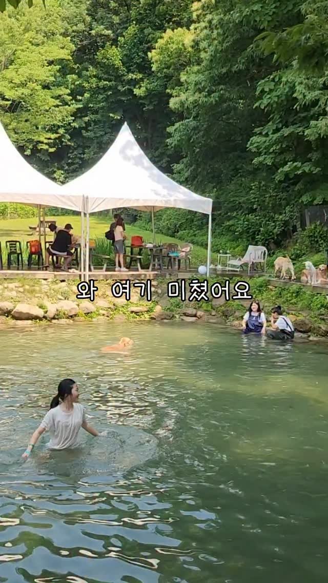 naturedog.official 게시물 이미지: 당분간 수영장무료!!! 
언제까지 무료일지 몰라요 물좋아하고 열많은...
