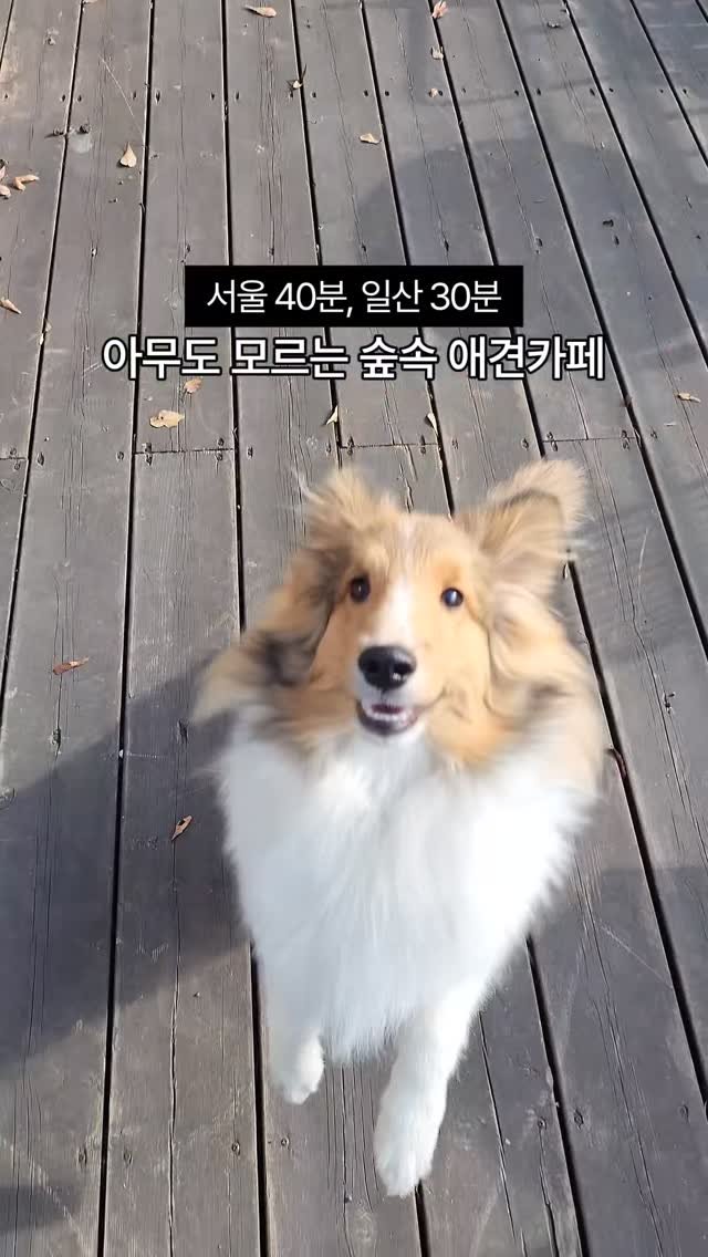naturedog.official 게시물 이미지: 일산 30분, 서울 40분

이렇게 서울이랑 가까운 곳에
넓고 쾌적한 애견카페가...