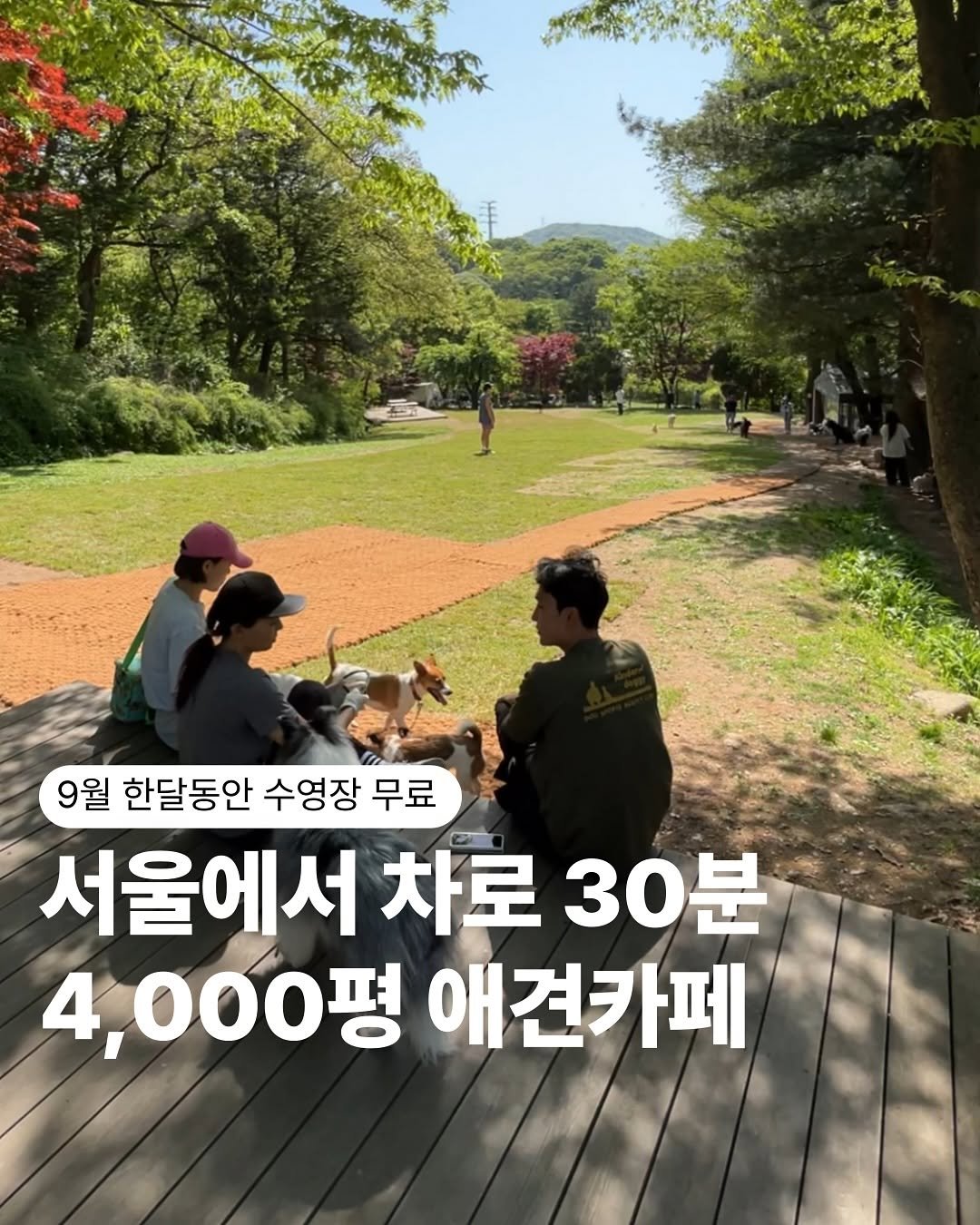 Photo by NATUREDOG 네이처독 애견카페 on September 22, 2025. May be an image of 8 people, outdoors and text that says '9월 한달동안 수영장 무료 서울에서 차로 서울에서차로30분 30분 4,000평애견카페 4,000평 애견카페'.