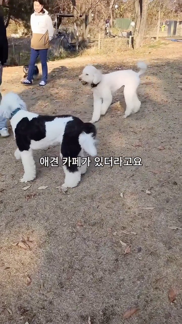 naturedog.official 게시물 이미지: 서울에서 딱 30분 4천평 애견카페 발견

📍네이처독
[경기 양주시 장흥면 호국로...