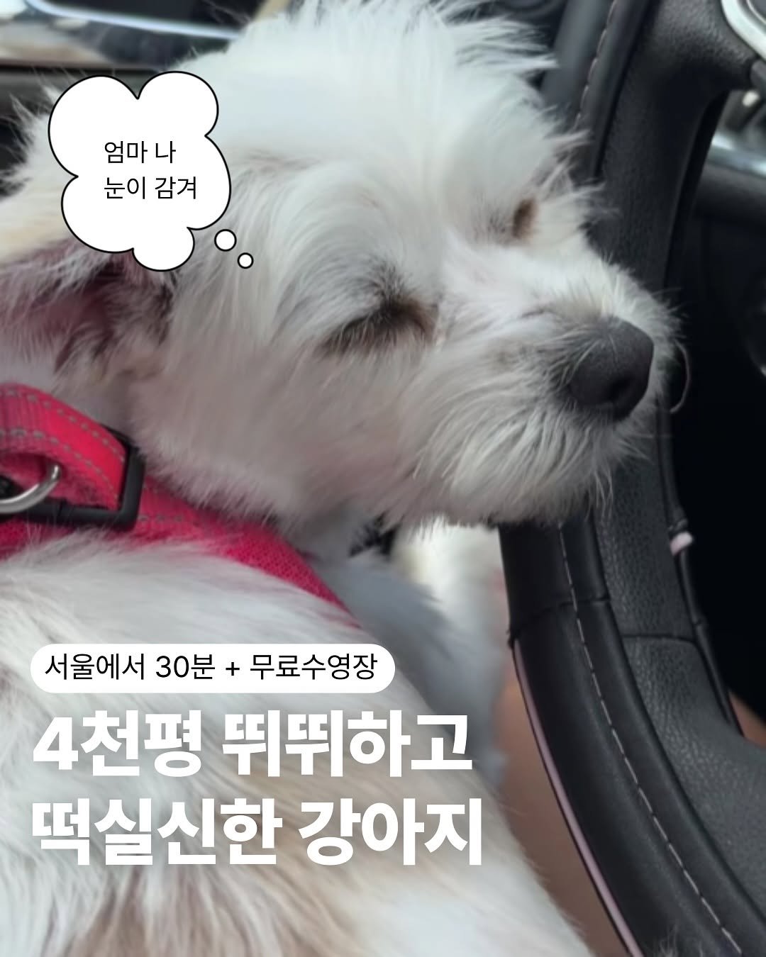 Photo by NATUREDOG 네이처독 애견카페 on September 15, 2025. May be an image of Maltese and text that says '엄마 엄마나 나 눈이감겨 눈이 감겨 서울에서 30분 + 무료수영장 4천평 뛰뛰하고 떡실신한 강아지'.